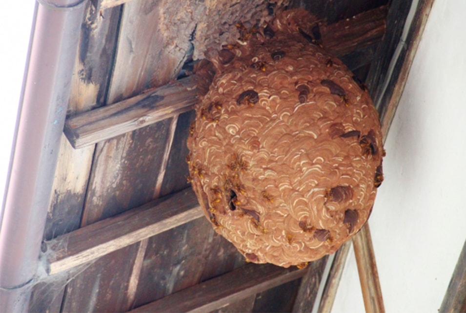 スズメバチの場合の駆除方法