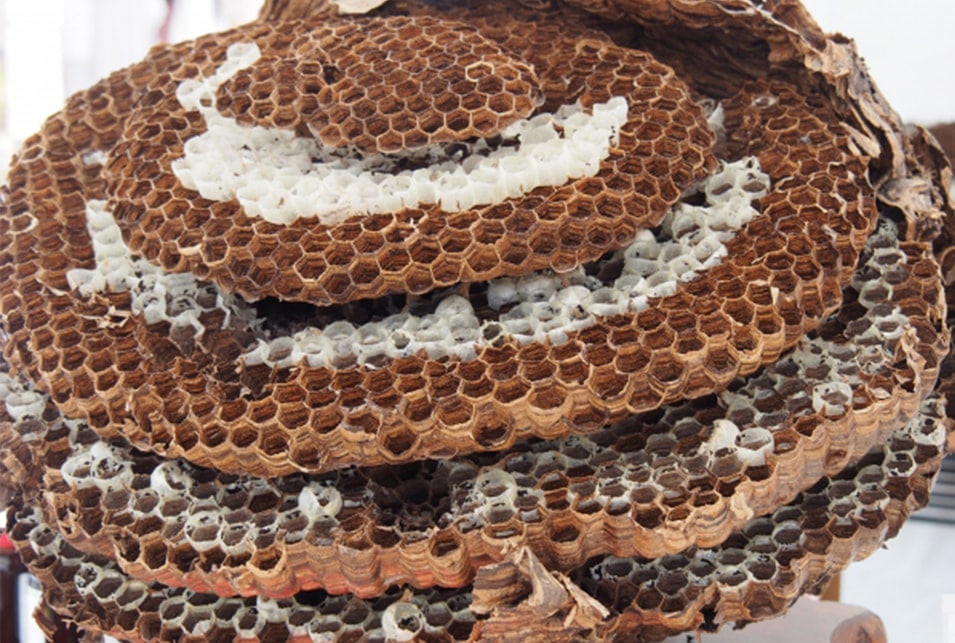 オオスズメバチの駆除方法～巣の場所特定から退治のやり方まで紹介